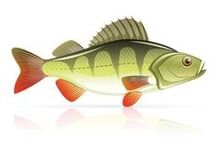 tenger gyümölcsei hasnyálmirigy-gyulladásra